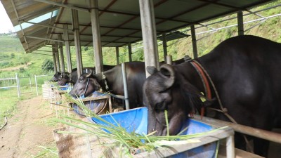 भारतबाट मुर्रा भैँसी, अमेरिका र अष्ट्रेलियाबाट घाँस !